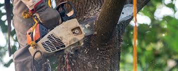 How Our Tree Care Process Works  in  Corcoran, CA